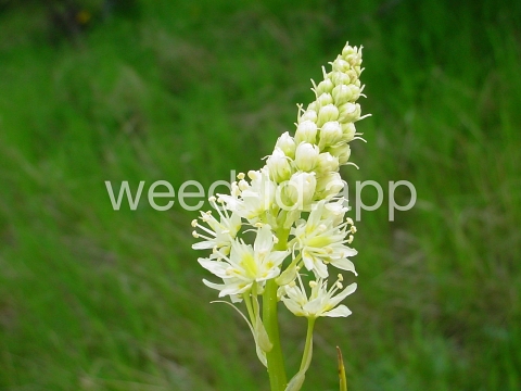 deathcamas, meadow